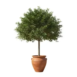 Portia tree