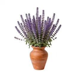 Purple anise