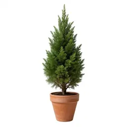 Pygmy cypress
