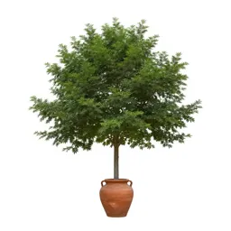 Rain tree