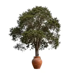 Rauli beech