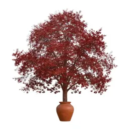 Red alder