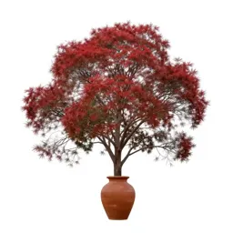 Red beech