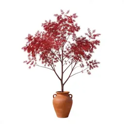 Red gum
