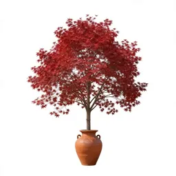 Red lauan