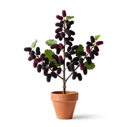 Red mulberry