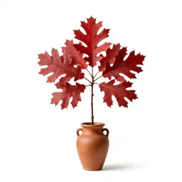 Red oak