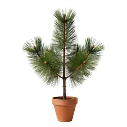 Red pine
