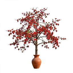 Red silk-cotton tree