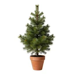 Red spruce