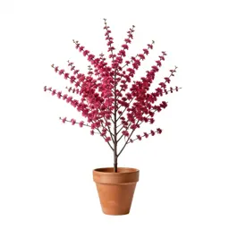 Redbud
