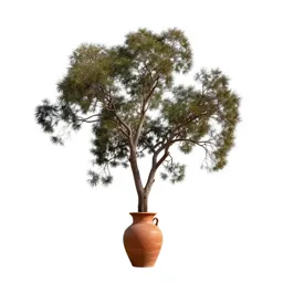 River red gum