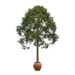 Roble beech