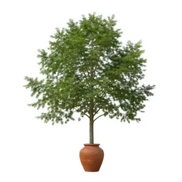 Rock elm