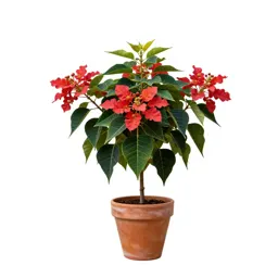 Royal poinciana