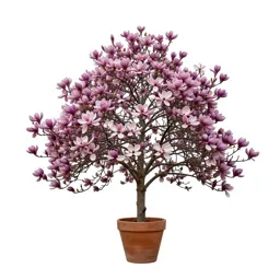 Saucer magnolia
