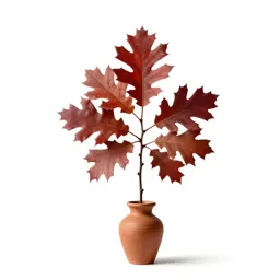 Scarlet oak