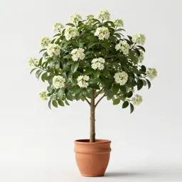 Scrub beefwood