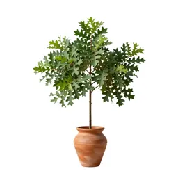 Scrub oak