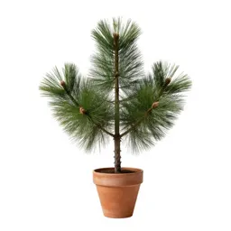 Scrub pine