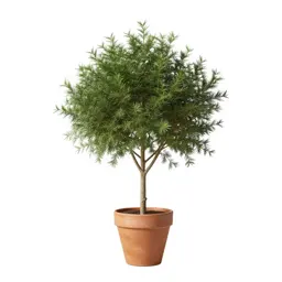 Seaside alder