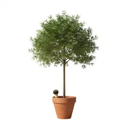 Shaving-brush tree