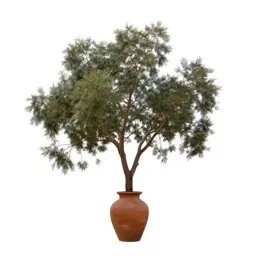She-oak