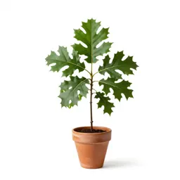 Shingle oak