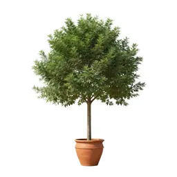 Shingle tree