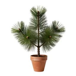 Shore pine