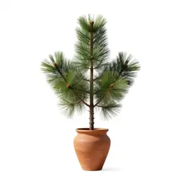Shortleaf pine
