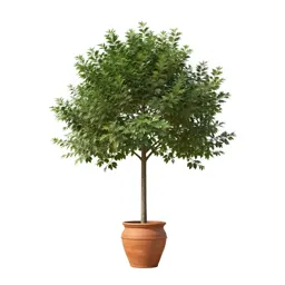 Silk tree