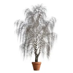 Silver birch