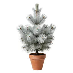 Silver fir