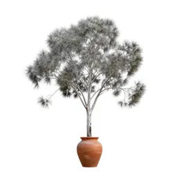 Silver tree
