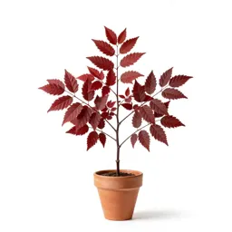 Slippery elm