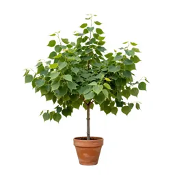 Small-leaved linden