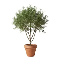 Smooth alder