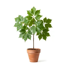 Smooth-leaved elm
