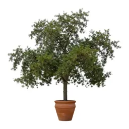 Southern live oak