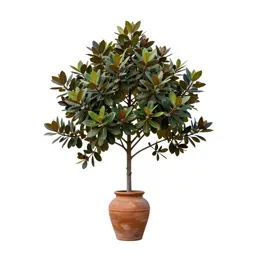 Southern magnolia