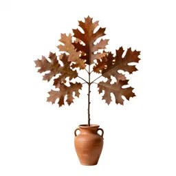 Southern red oak