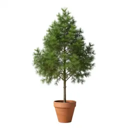 Southern white cedar
