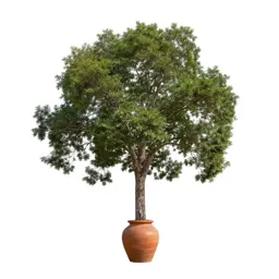 Spotted gum