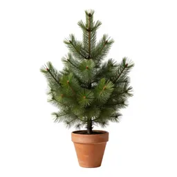 Spruce
