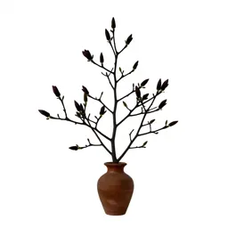 Star magnolia
