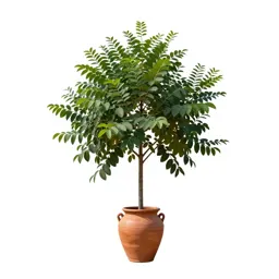 Sterculia
