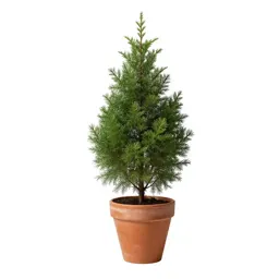 Stinking cedar