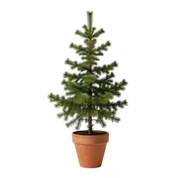 Subalpine larch