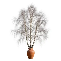 Swamp birch
